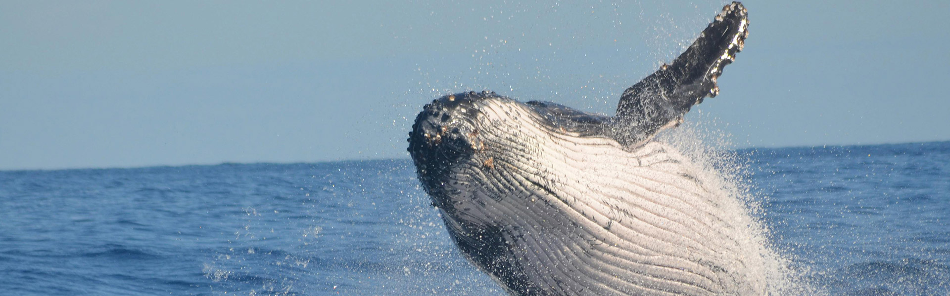 Whale Watching