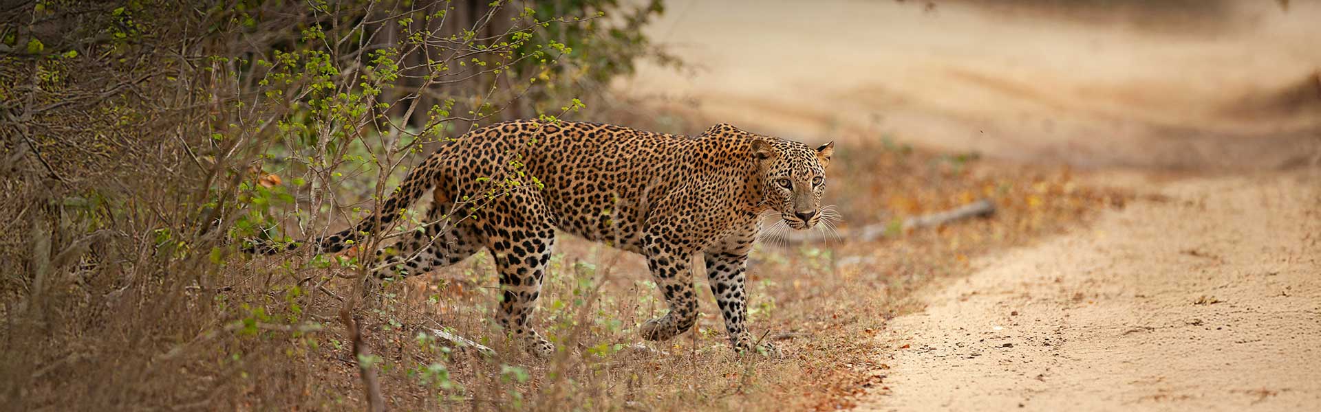 Yala Safari Excursions