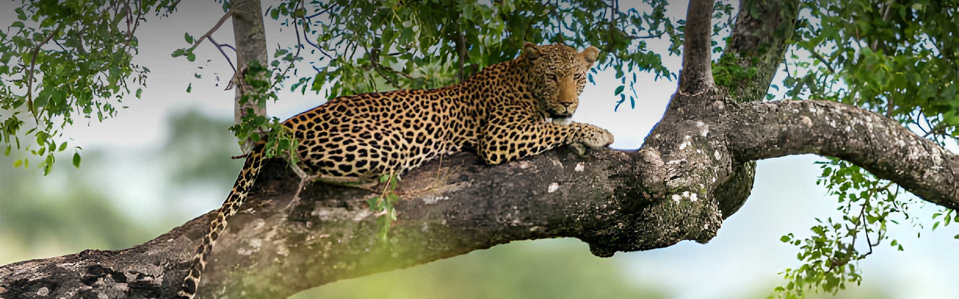 attractions in Sri Lanka