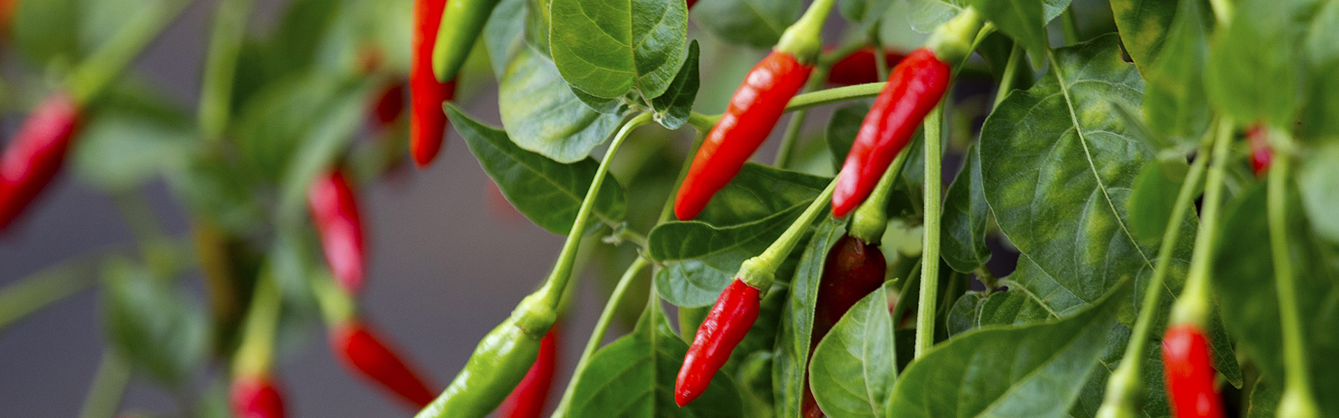 Spice Garden
