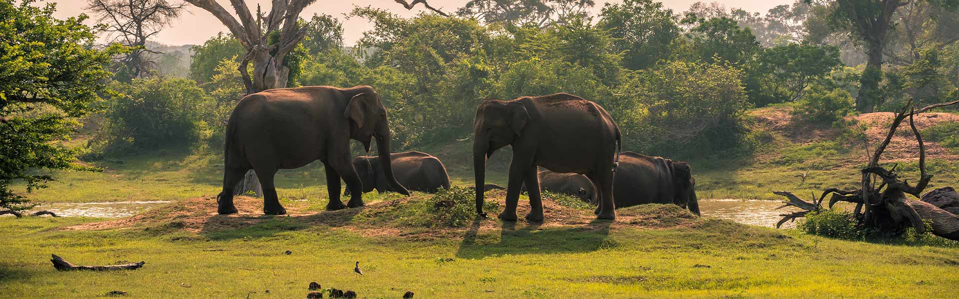 best things to do in Yala