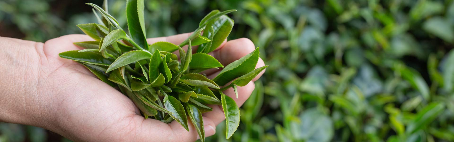 Handunugoda Tea Estate