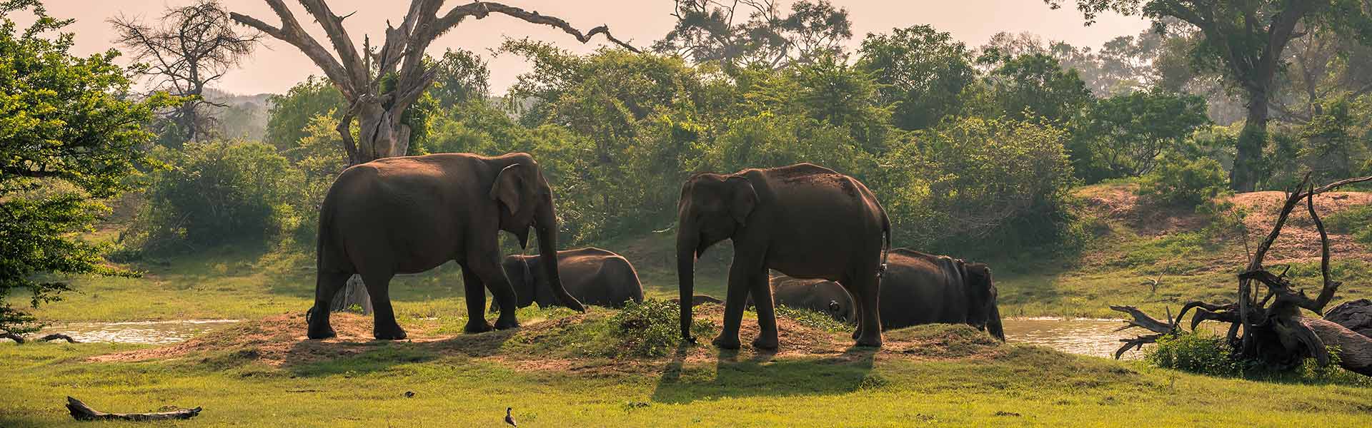 Yala Safari Excursions