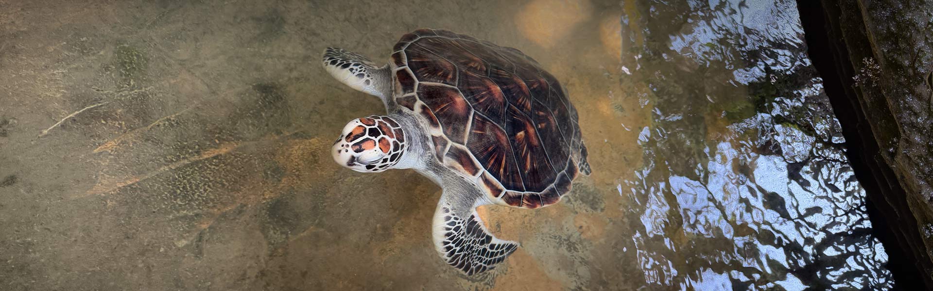 Your Guide to the Kosgoda Turtle Hatchery, Sri Lanka